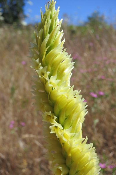 Spiranthes porrifolia, photographed by Ed Alverson