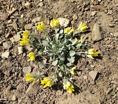 Physaria alpestris, photographed by John Brew