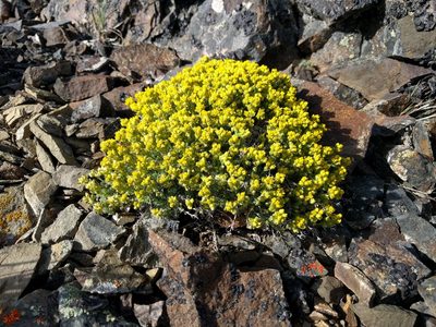 Draba densifolia, photographed by John Brew
