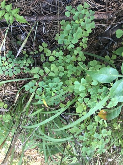 Oxalis macrantha, photographed by John Kees