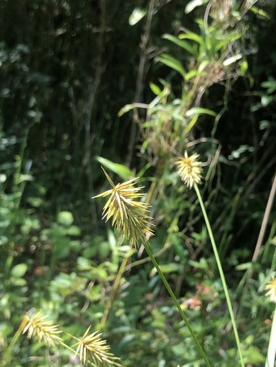 Cyperus retrofractus, photographed by John Kees
