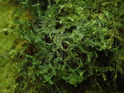 Porella cordaeana, photographed by Randal
