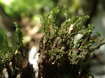 Fissidens adianthoides, photographed by Randal