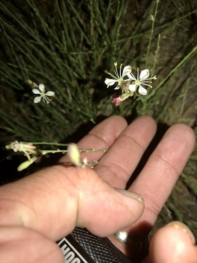 Oenothera podocarpa, photographed by CK2AZ