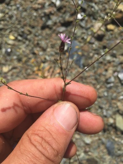 Lessingia ramulosa, photographed by Scott Loarie