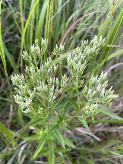 Eupatorium subvenosum, photographed by Bonnie Semmling