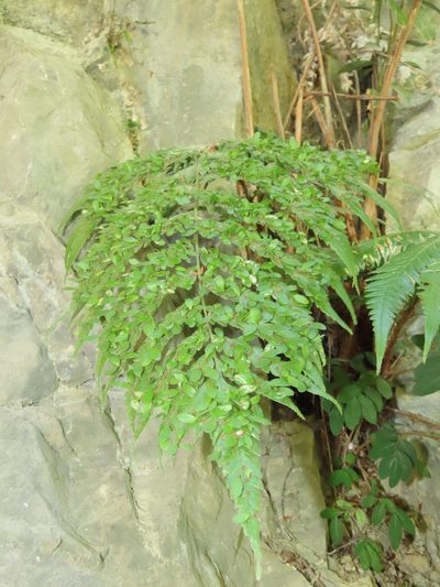 Woodwardia prolifera, photographed by chiuluan