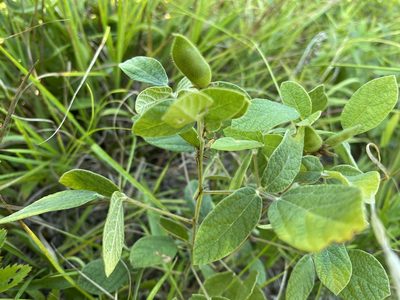 Rhynchosia tomentosa, photographed by Alan Weakley