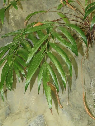 Plenasium banksiifolium, photographed by chiuluan