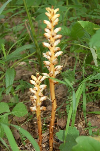Orobanche krylowii, photographed by Alexander Dubynin