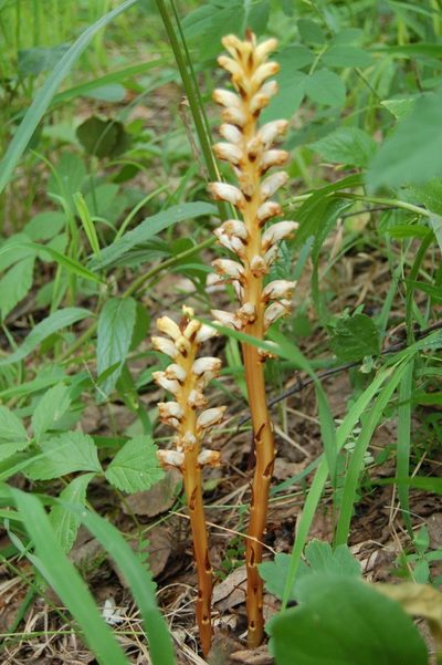 Orobanche krylowii, photographed by Alexander Dubynin