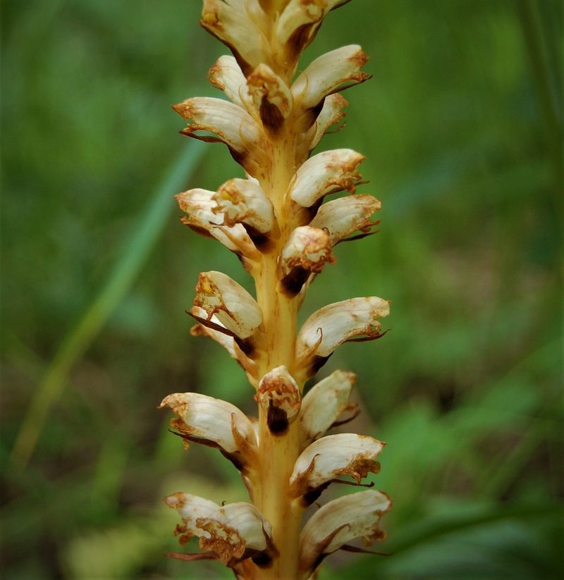 Orobanche krylowii, photographed by Alexander Dubynin