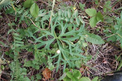 Aconitum barbatum, photographed by Alexander Dubynin