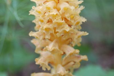 Orobanche alsatica, photographed by Alexander Dubynin