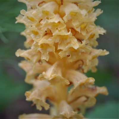 Orobanche alsatica, photographed by Alexander Dubynin