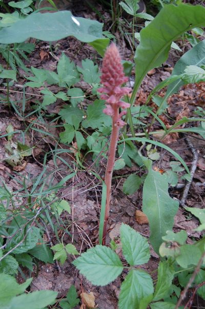 Orobanche alsatica, photographed by Alexander Dubynin