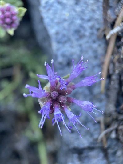 Monardella beneolens, photographed by Matt Berger