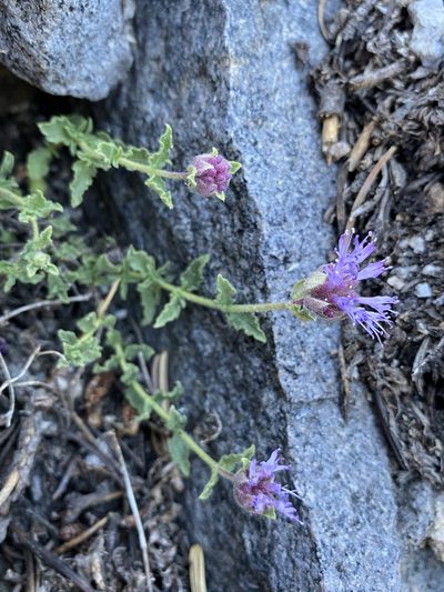 Monardella beneolens, photographed by Matt Berger