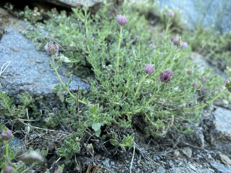 Monardella beneolens, photographed by Matt Berger