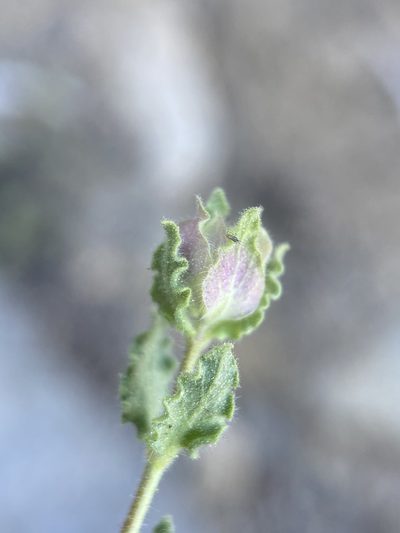 Monardella beneolens, photographed by Matt Berger