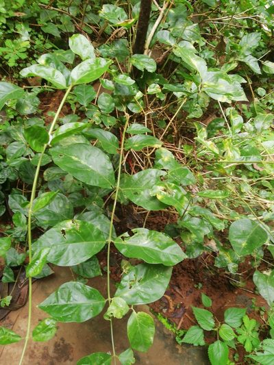 Jasminum sambac, photographed by Manoj Karingamadathil