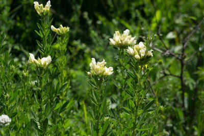 Chamaecytisus albus, photographed by Conrad Altmann