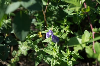 Scutellaria hastifolia, photographed by Conrad Altmann