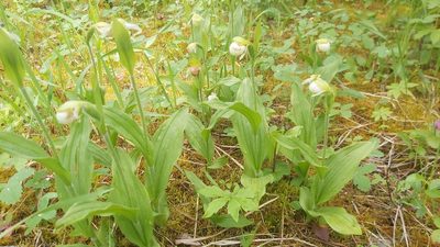 Cypripedium passerinum, photographed by tonyblake