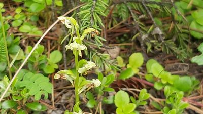 Platanthera obtusata, photographed by tonyblake