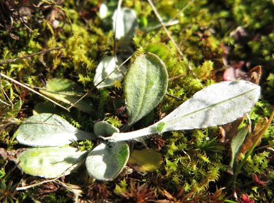 Euchiton audax, photographed by Alice Shanks