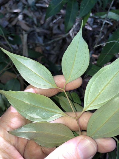 Rhodamnia acuminata, photographed by Greg Tasney