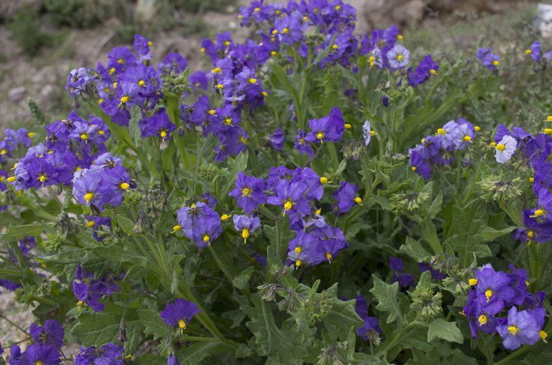 Solanum paposanum, photographed by Jorge Herreros de Lartundo