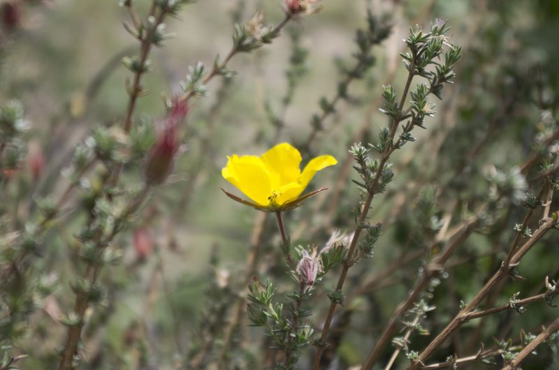 Balbisia microphylla, photographed by Jorge Herreros de Lartundo