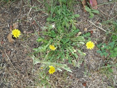 Crepis bursifolia, photographed by Andrea Meucci