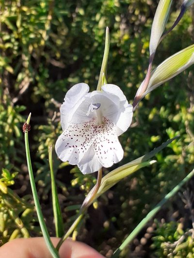 Gladiolus caeruleus, photographed by Brian du Preez