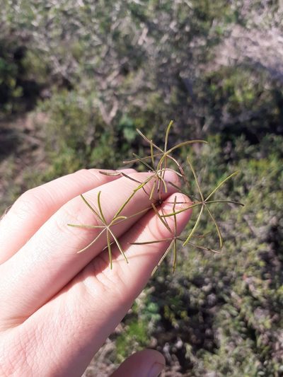 Oxalis burtoniae, photographed by Brian du Preez