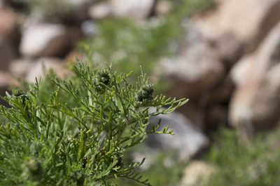 Ambrosia artemisioides, photographed by Jorge Herreros de Lartundo