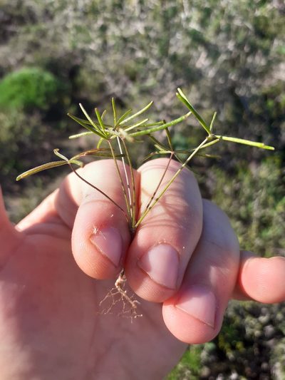 Oxalis burtoniae, photographed by Brian du Preez