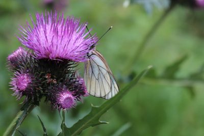 Cirsium alsophilum, photographed by Fabien Piednoir