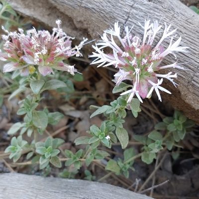 Monardella nana, photographed by Tom and T Herman