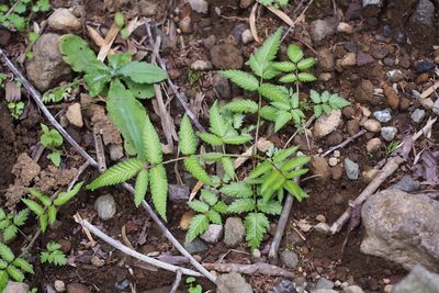 Rubus illecebrosus, photographed by harum.koh