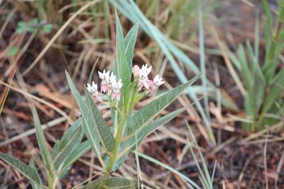 Asclepias hallii, photographed by Ashwin Srinivasan