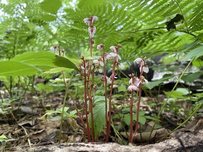 Pyrola japonica, photographed by Nadezhda Bortnikova
