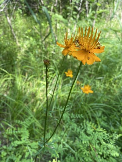 Trollius chinensis, photographed by Nadezhda Bortnikova