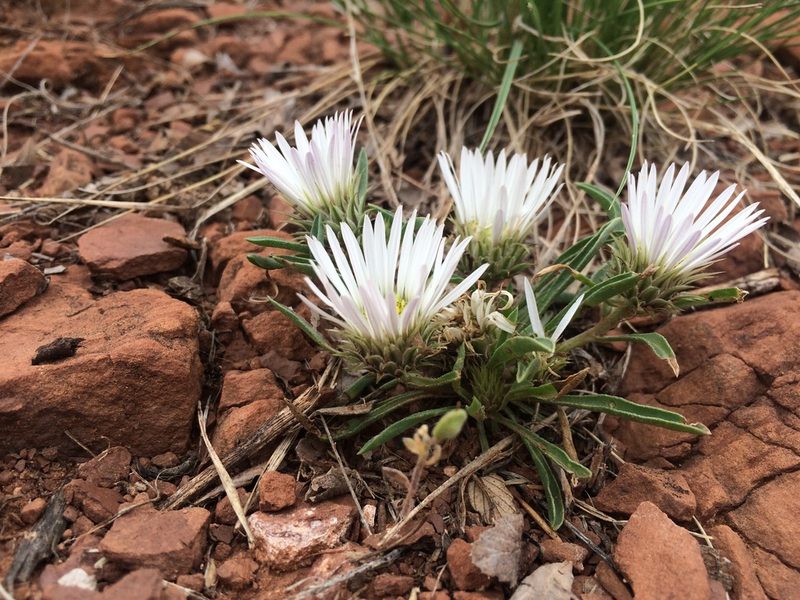 Townsendia grandiflora, photographed by Stephen Hornbeck