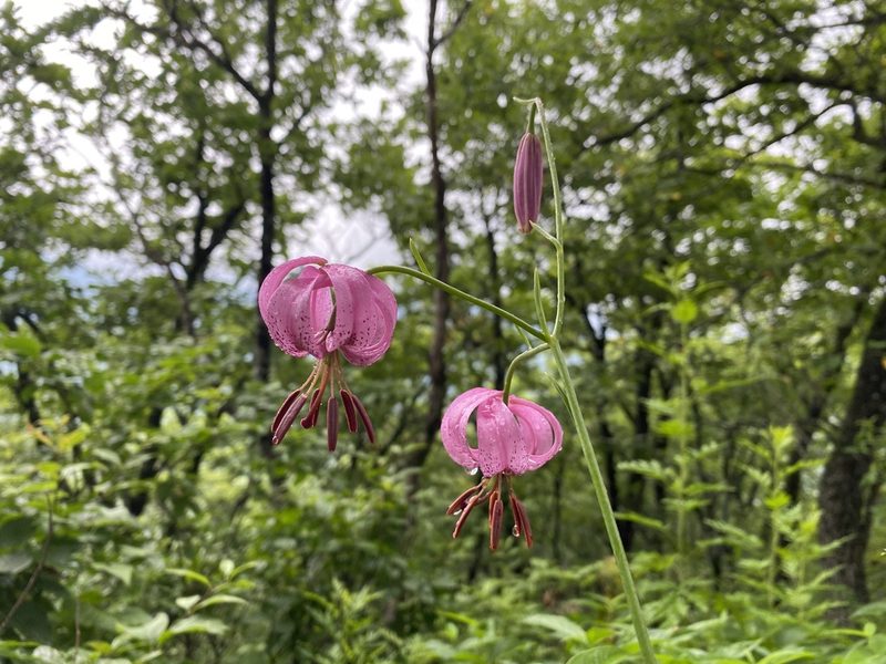 Lilium cernuum, photographed by Nadezhda Bortnikova