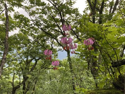 Lilium cernuum, photographed by Nadezhda Bortnikova