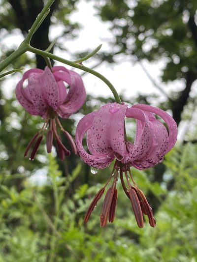 Lilium cernuum, photographed by Nadezhda Bortnikova