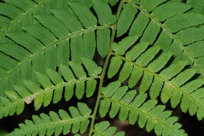 Dryopteris lacera, photographed by harum.koh