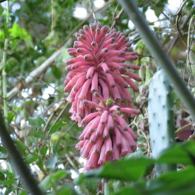 Veltheimia bracteata, photographed by Christiaan Viljoen